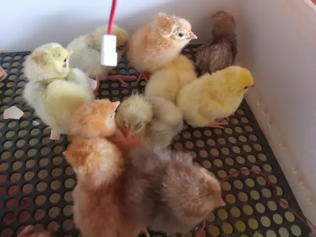 Poussins