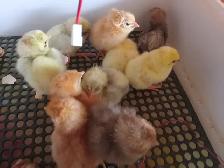 Poussins