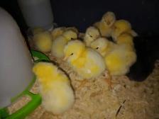 Poussins - Photo 2