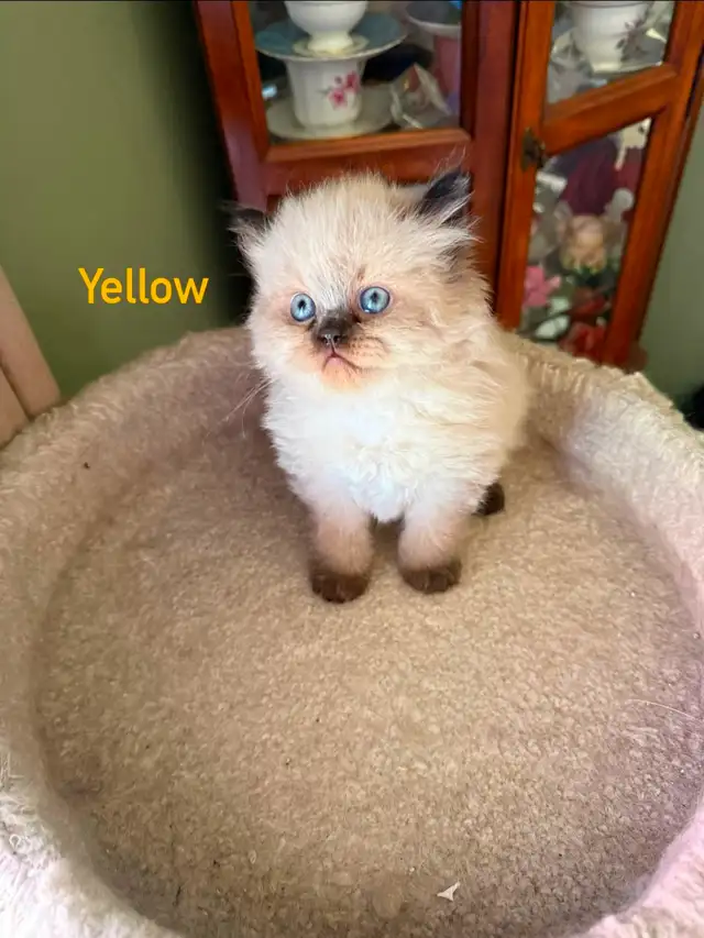 Two Stunning Himalayan Male kittens