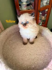 Two Stunning Himalayan Male kittens