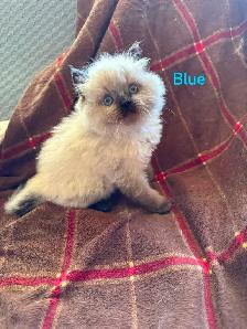 Two Stunning Himalayan Male kittens - Photo 2
