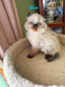 Two Stunning Himalayan Male kittens - Photo 3