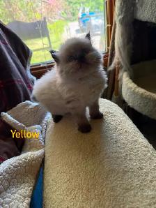 Two Stunning Himalayan Male kittens - Photo 4