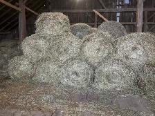 hay for sale