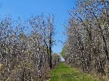 80 Acres, Lakefront close to Winnipeg - Photo 6