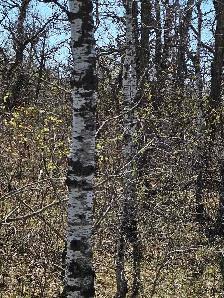 80 Acres, Lakefront close to Winnipeg - Photo 10