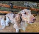 Upcoming Dachshund puppies - Photo 2