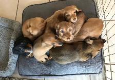 Upcoming Dachshund puppies - Photo 3