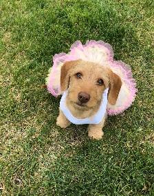 Upcoming Dachshund puppies - Photo 4