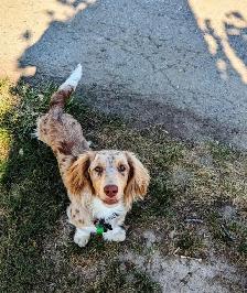 Upcoming Dachshund puppies - Photo 5