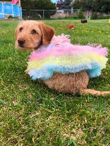 Upcoming Dachshund puppies - Photo 6