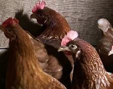 Chickens.  Laying Hens for sale.
