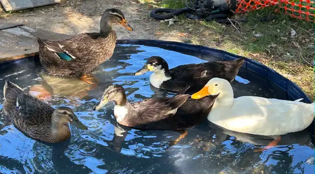 bym ducklings