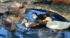 bym ducklings