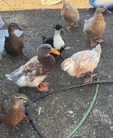 bym ducklings - Photo 2