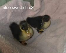 bym ducklings - Photo 3