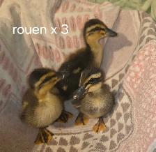 bym ducklings - Photo 4