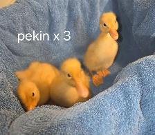 bym ducklings - Photo 5