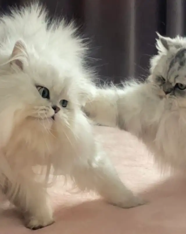 Chatons Persans À Vendre !