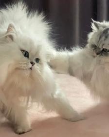 Chatons Persans À Vendre !