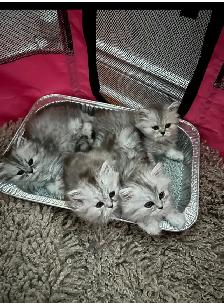 Chatons Persans À Vendre ! - Photo 4
