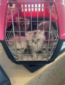 Chatons Persans À Vendre ! - Photo 5