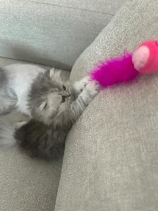 Chatons Persans À Vendre ! - Photo 6