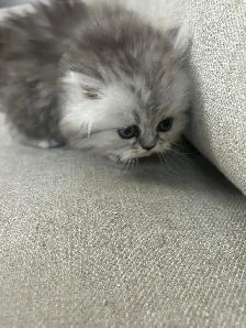 Chatons Persans À Vendre ! - Photo 7