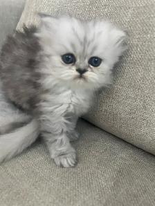 Chatons Persans À Vendre ! - Photo 8