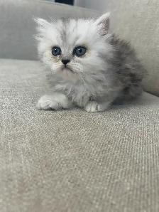 Chatons Persans À Vendre ! - Photo 9