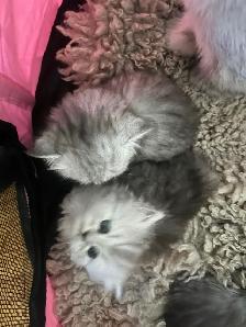 Chatons Persans À Vendre ! - Photo 10
