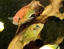 African cichlid juveniles on sale 1.5'-2.5' - Photo 5