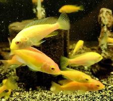 African cichlid juveniles on sale 1.5'-2.5' - Photo 6