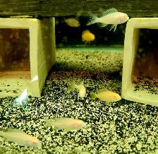 African cichlid juveniles on sale 1.5'-2.5' - Photo 7
