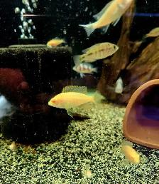 African cichlid juveniles on sale 1.5'-2.5' - Photo 8