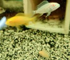 African cichlid juveniles on sale 1.5'-2.5' - Photo 9
