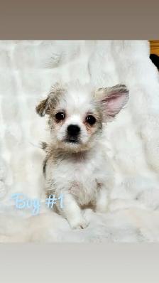 Chihuahua mix Puppies!
