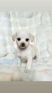 Chihuahua mix Puppies! - Photo 2