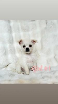 Chihuahua mix Puppies! - Photo 3