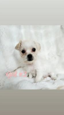 Chihuahua mix Puppies! - Photo 4