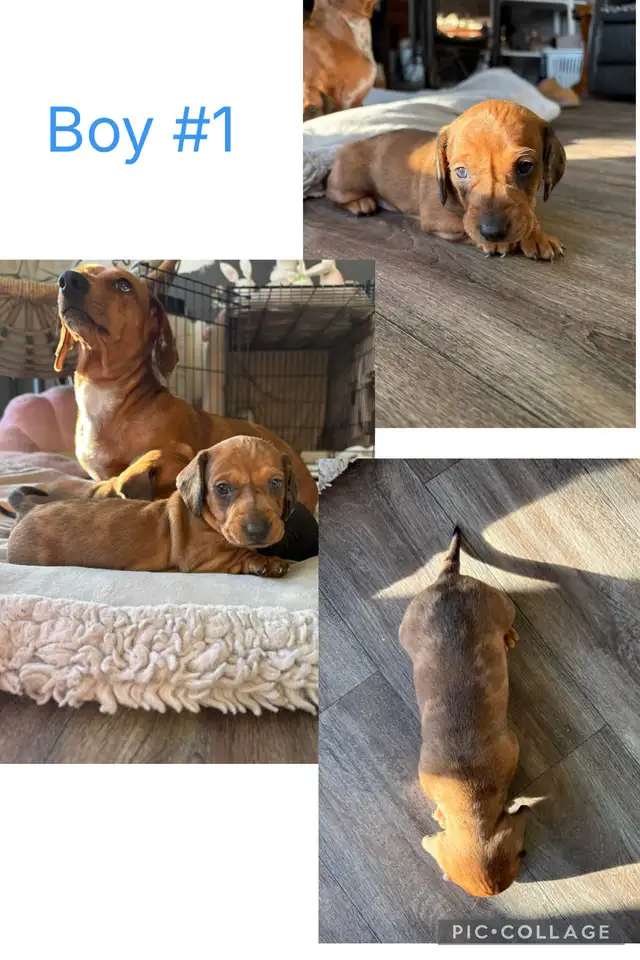 miniature dachshund puppies ready to go!