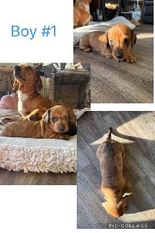 miniature dachshund puppies ready to go!