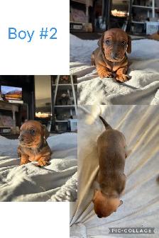 miniature dachshund puppies ready to go! - Photo 2
