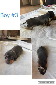 miniature dachshund puppies ready to go! - Photo 3