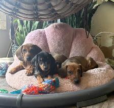 miniature dachshund puppies ready to go! - Photo 4