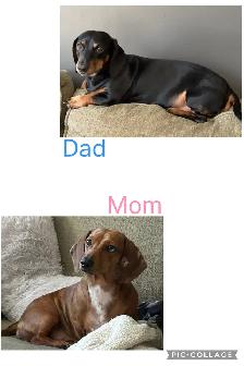 miniature dachshund puppies ready to go! - Photo 5