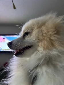 German Spitz 1.5 yr old