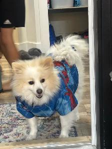 German Spitz 1.5 yr old - Photo 2