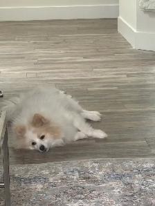 German Spitz 1.5 yr old - Photo 3